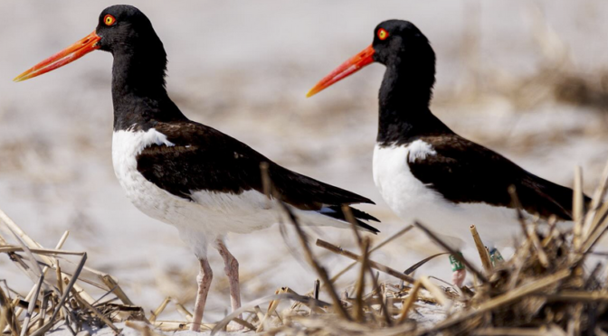 An American Oystercatcher encounter in Wrightsville Beach, NC